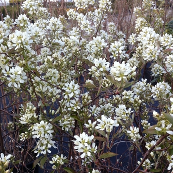 Amelanchier alnifolia - 'Regent' Regent Saskatoon Berry