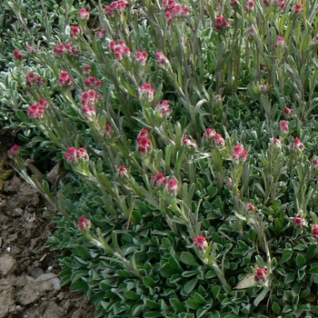 Antennaria dioica - 'Rubra' Pink Pussytoes