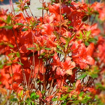 Rhododendron Gable hybrid - 'Stewartstonian' Azalea