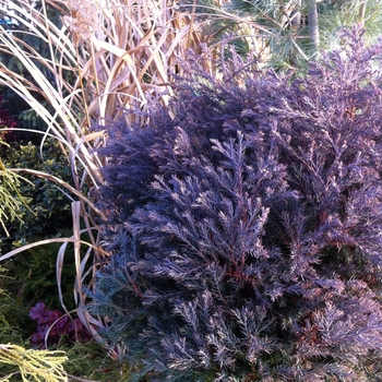 Chamaecyparis thyoides - 'Heatherbun' White Cedar Falsecypress