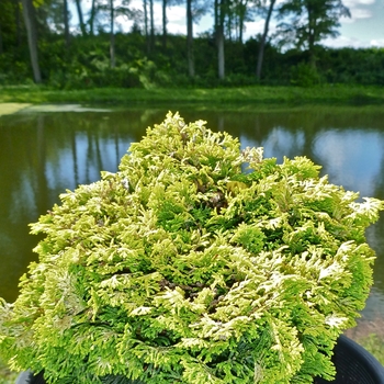 Chamaecyparis obtusa - 'Nana Lutea' Hinoki Falsecypress