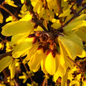 Forsythia ovata - 'Northern Gold'