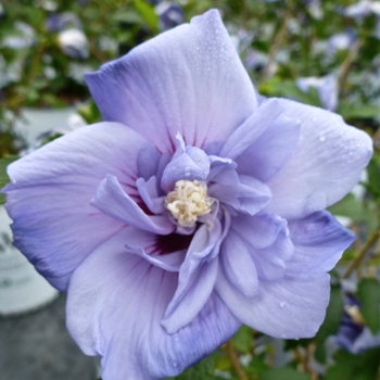 Hibiscus syriacus - Blue Satin®' Rose of Sharon