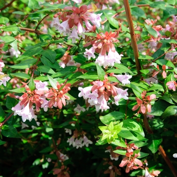 Abelia - 'Edward Goucher'