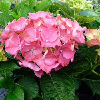 Hydrangea macrophylla - 'Glowing Embers' Bigleaf Hydrangea