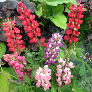 Lupinus polyphyllus - 'Russell Mix' Lupine