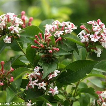 Abelia mosanensis - 'Sweet Emotion®' Hardy Abelia