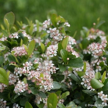 Aronia melanocarpa - 'Low Scape Mound®' Chokeberry