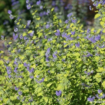 Caryopteris incana - 'Sunshine Blue&reg; II' Bluebeard