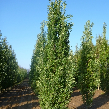 Quercus robur f. fastigiata - English Oak