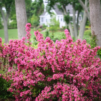 Weigela florida (Reblooming Weigela) - Sonic Bloom® 'Pink'