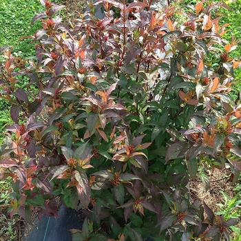 Diervilla (Bush Honeysuckle) - Kodiak® 'Red'