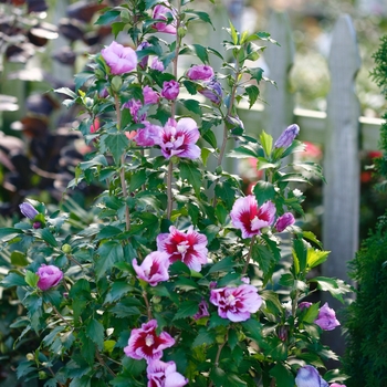Hibiscus syriacus - 'Purple Pillar&reg;' Rose of Sharon