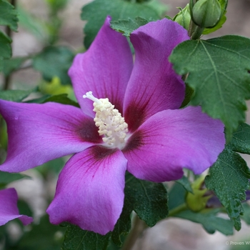 Hibiscus syriacus - Rose of Sharon