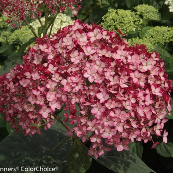 Hydrangea arborescens (Smooth Hydrangea) - Invincibelle® 'Ruby'