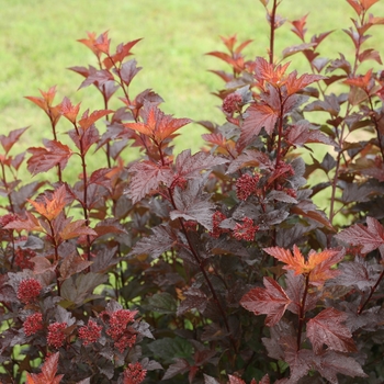 Physocarpus opulifolius - 'Ginger Wine®' Ninebark