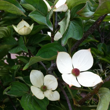 Cornus kousa - 'Venus&reg;' Chinese Flowering Dogwood