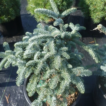 Abies procera - 'Glauca Prostrata' Noble Fir