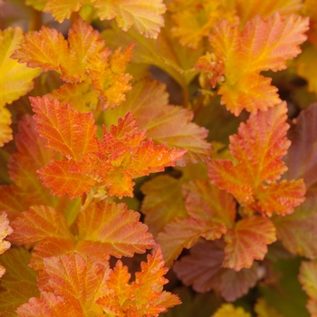 Physocarpus opulifolius - 'Amber Jubilee™' Ninebark