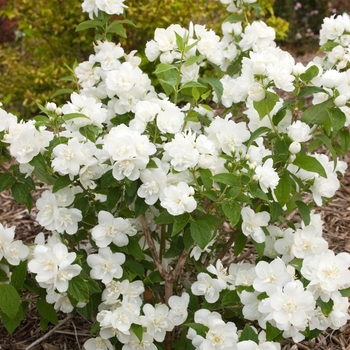 Philadelphus - 'Snow White™' Mock Orange