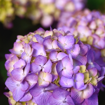 Hydrangea macrophylla - BloomStruck&reg; 