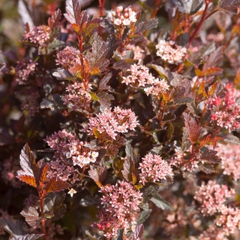 Physocarpus opulifolius - 'Little Devil™' Ninebark