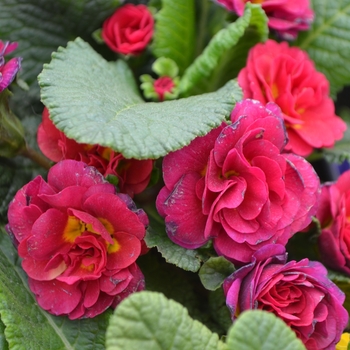 Primula vulgaris (Primrose) - Belarina® 'Carmen'