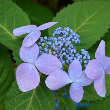 Hydrangea macrophylla - 'Twist-n-Shout&reg;' Bigleaf Hydrangea