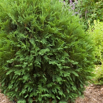 Thuja occidentalis - 'Technito&reg;' Arborvitae