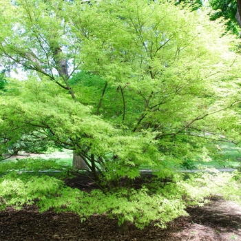 Acer palmatum var. dissectum - 'Seiryu (Green Dragon)' Japanese Maple