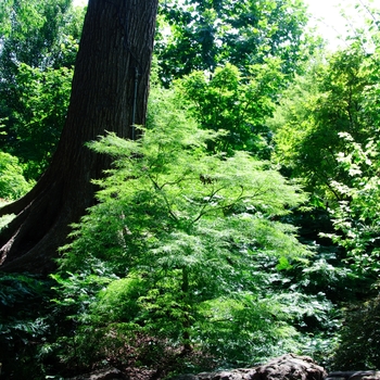 Acer palmatum - 'Baldsmith' Japanese Maple