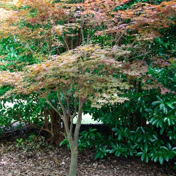 Acer palmatum - 'Fireglow' Japanese Maple