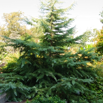 Cedrus deodara - 'Snow Sprite' Deodar Cedar