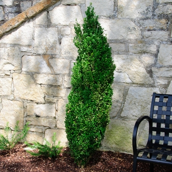 Buxus sempervirens - 'Graham Blandy' Boxwood