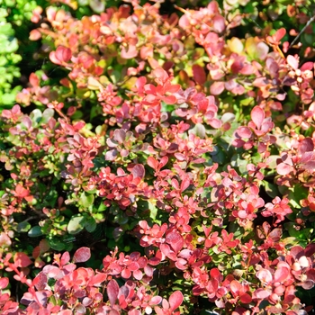 Berberis thunbergii - 'Crimson Pygmy' Japanese Barberry