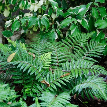 Polystichum polyblepharum - Japanese Tassel Fern