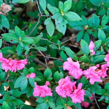 Rhododendron (Azalea) - Encore&reg; 'Autumn Rouge&reg;'