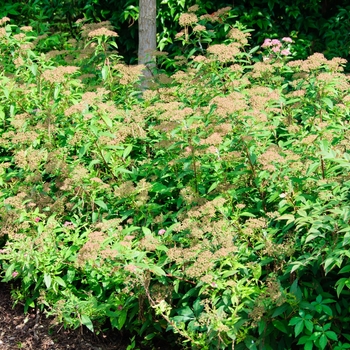 Spiraea japonica - 'Shirobana' Spirea