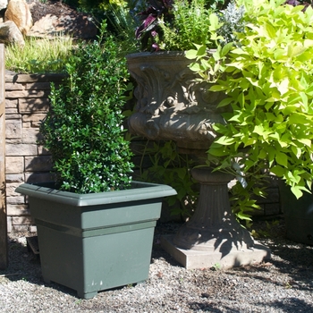 Buxus sempervirens - 'Dee Runk' Boxwood