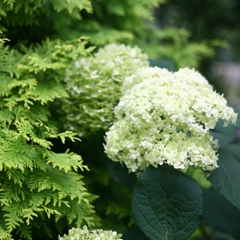 Hydrangea arborescens - 'Lime Rickey®' Smooth Hydrangea