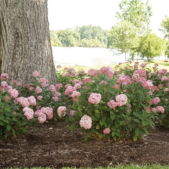 Hydrangea arborescens (Smooth Hydrangea) - Invincibelle® 'Spirit II'