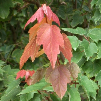 Acer rubrum - 'Summer Red®' Red Maple