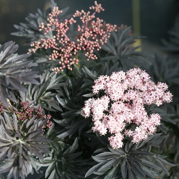 Sambucus nigra - 'Laced Up®' Elderberry