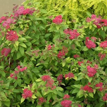 Spiraea japonica (Spirea) - Double Play® 'Red'