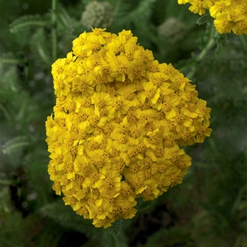 Achillea (Yarrow) - Desert Eve™ Yellow