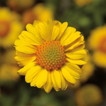 Gaillardia aristata (Blanket Flower) - Sunrita&reg; 'Golden Yellow'