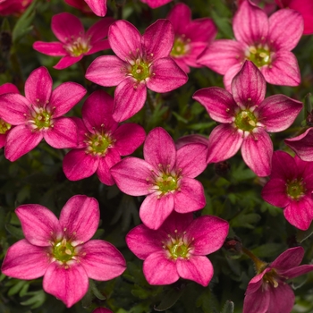 Saxifraga x arendsii (Saxifrage) - Alpino Early™ 'Carnival'