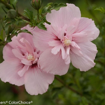 Hibiscus syriacus - 'Pink Chiffon®' Rose of Sharon