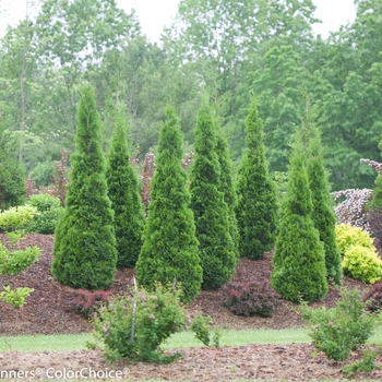 Thuja occidentalis - ''North Pole®'' Arborvitae