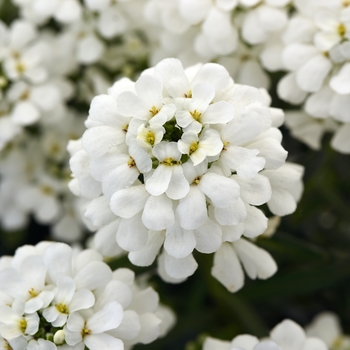 Iberis sempervirens - 'Snowsation' Candytuft